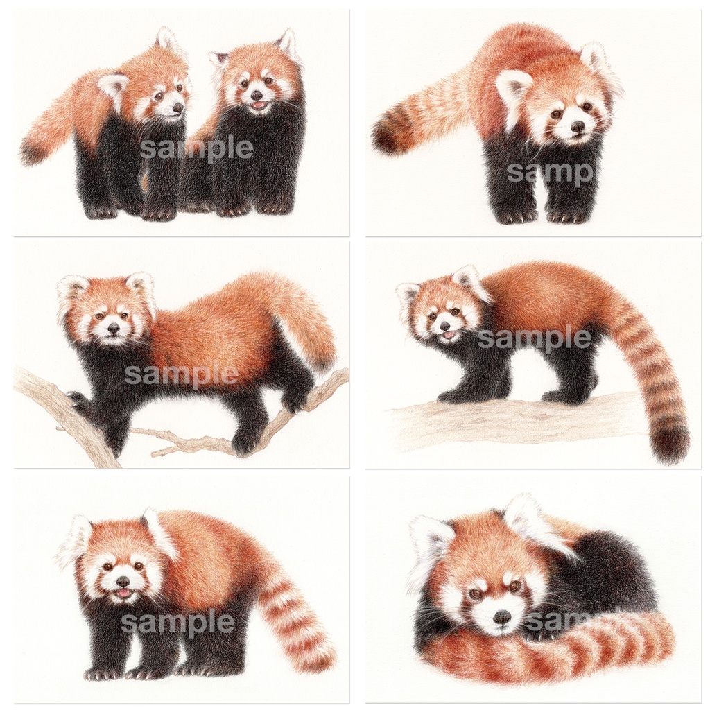 レッサーパンダポストカードブック4