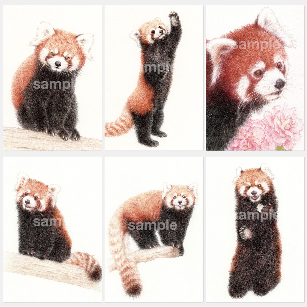 レッサーパンダポストカードブック4