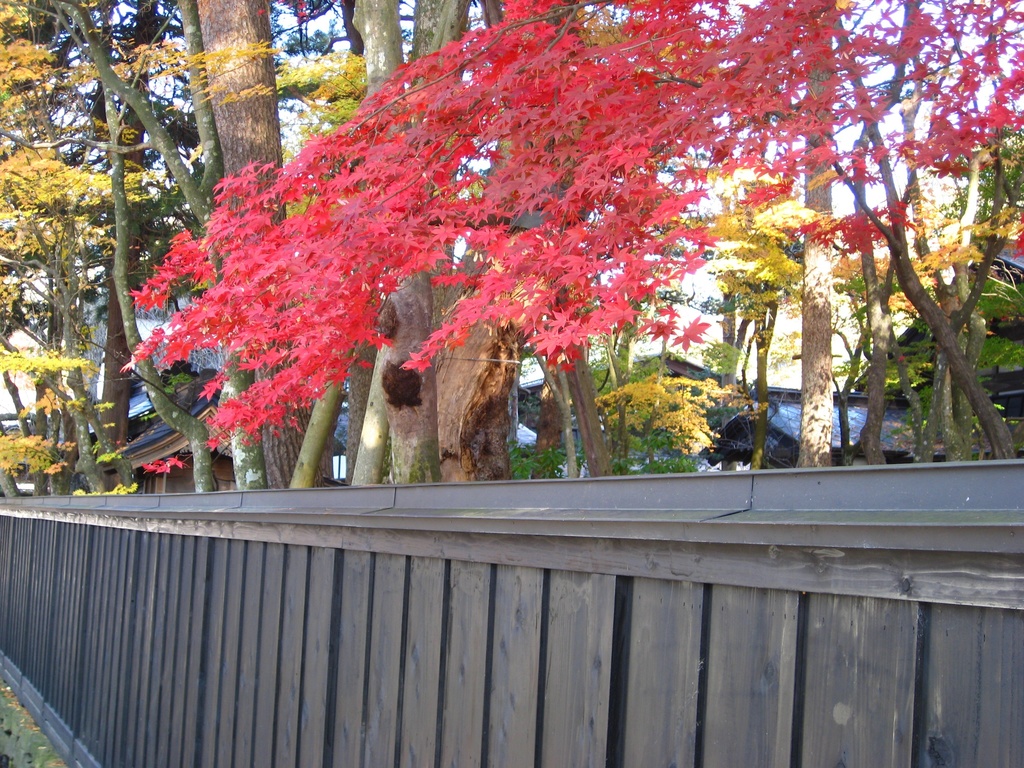 Photo Collection -Japan, Akita (1)-