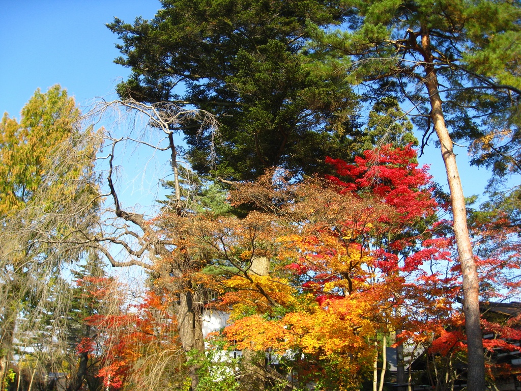 Photo Collection -Japan, Akita (2)-