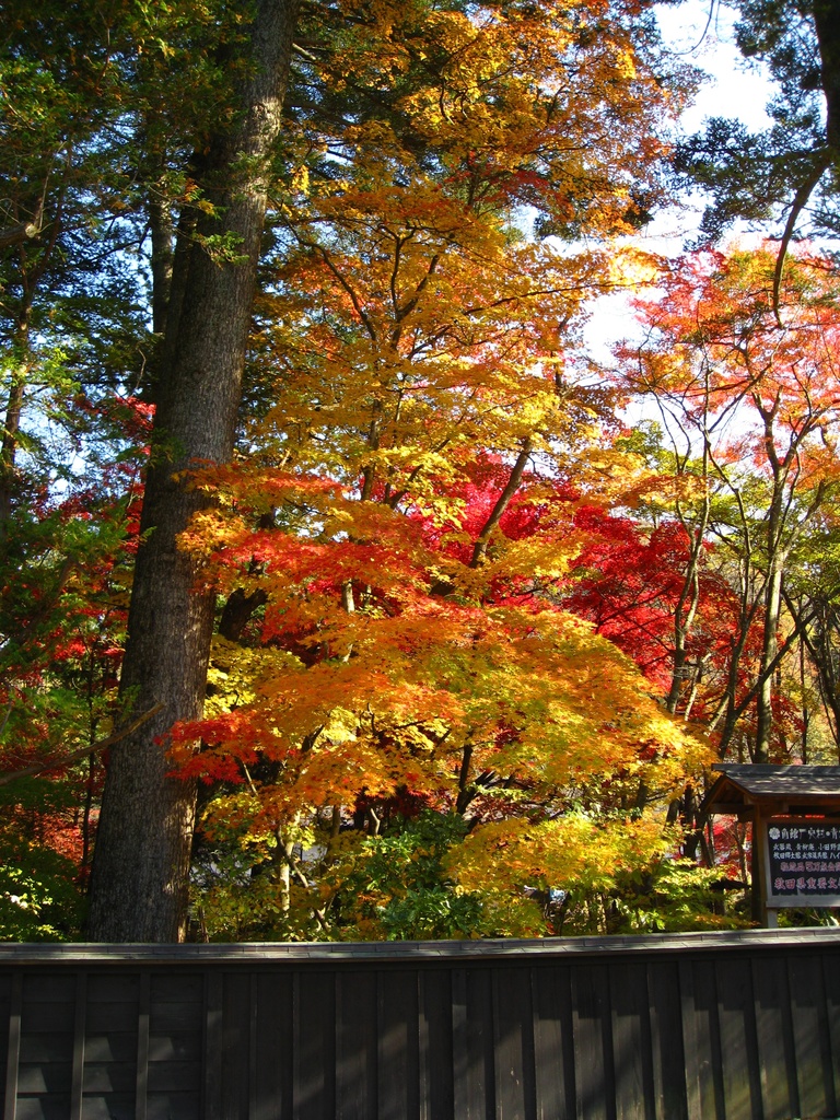 Photo Collection -Japan, Akita (2)-