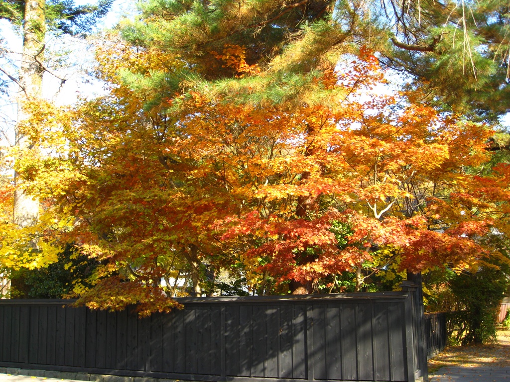 Photo Collection -Japan, Akita (2)-