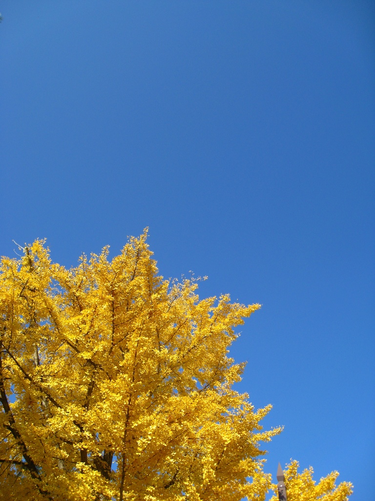 Photo Collection -Japan, Akita (3)-