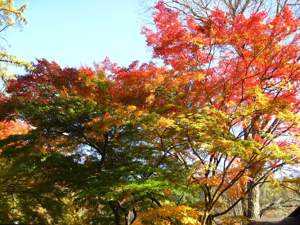 Photo Collection -Japan, Akita (3)-