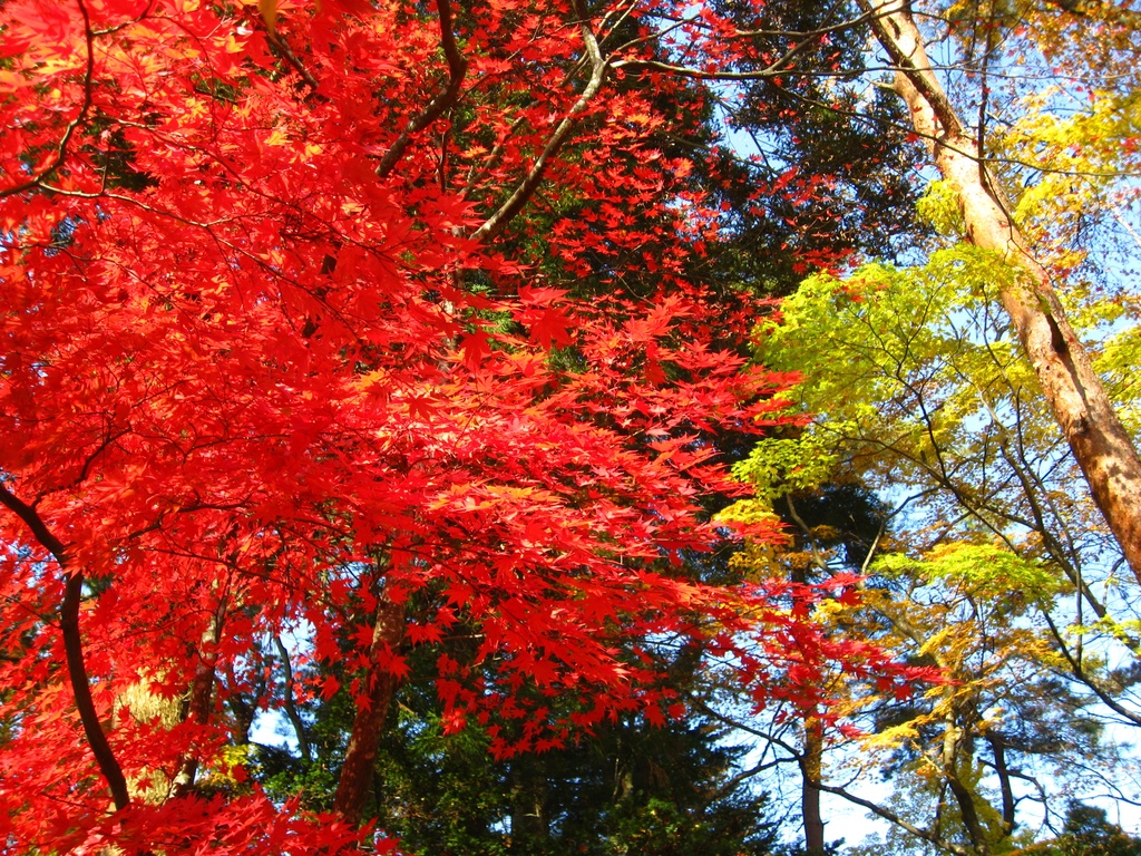 Photo Collection -Japan, Akita (4)-