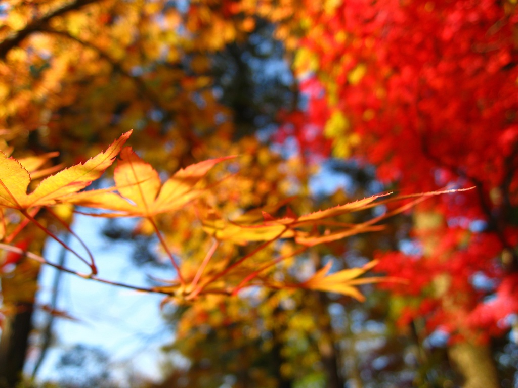 Photo Collection -Japan, Akita (4)-