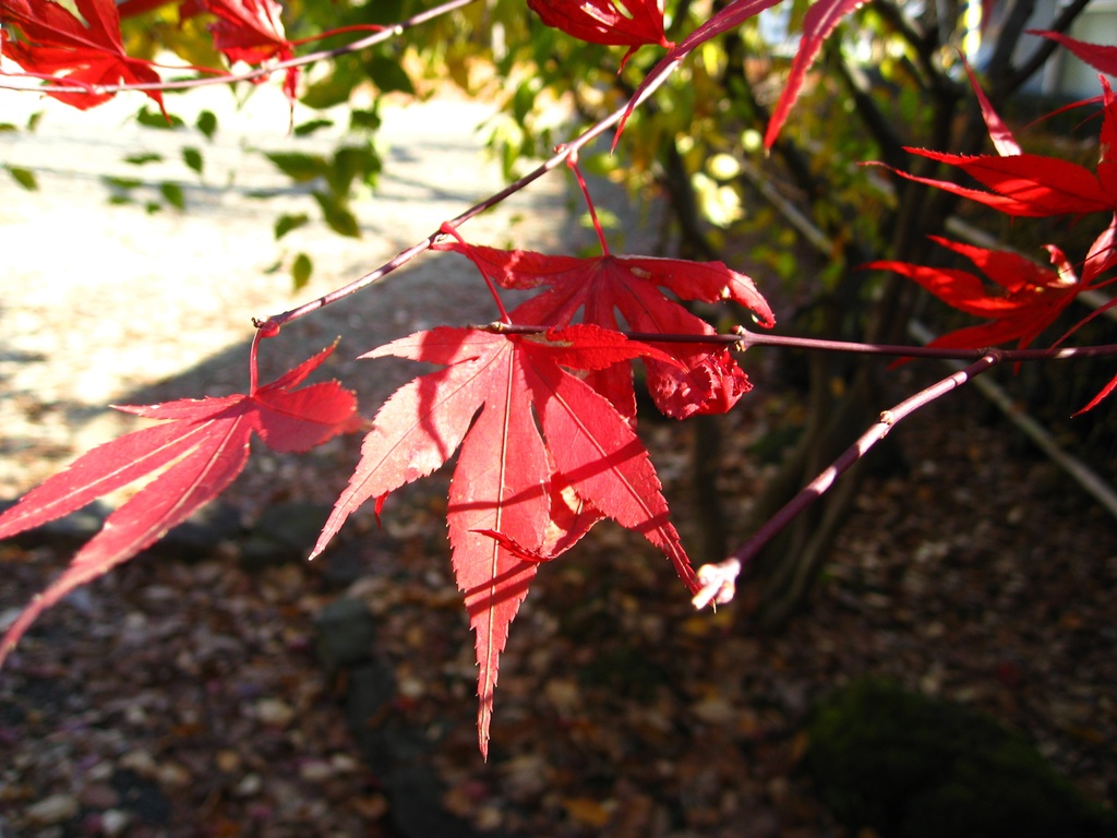 Photo Collection -Japan, Akita (4)-