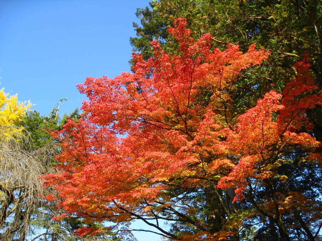 Photo Collection -Japan, Akita (5)-