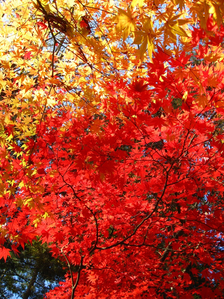 Photo Collection -Japan, Akita (5)-