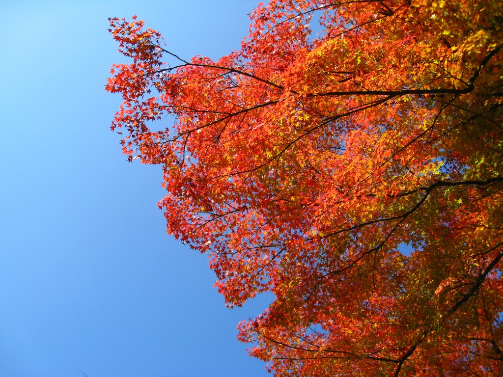 Photo Collection -Japan, Akita (5)-