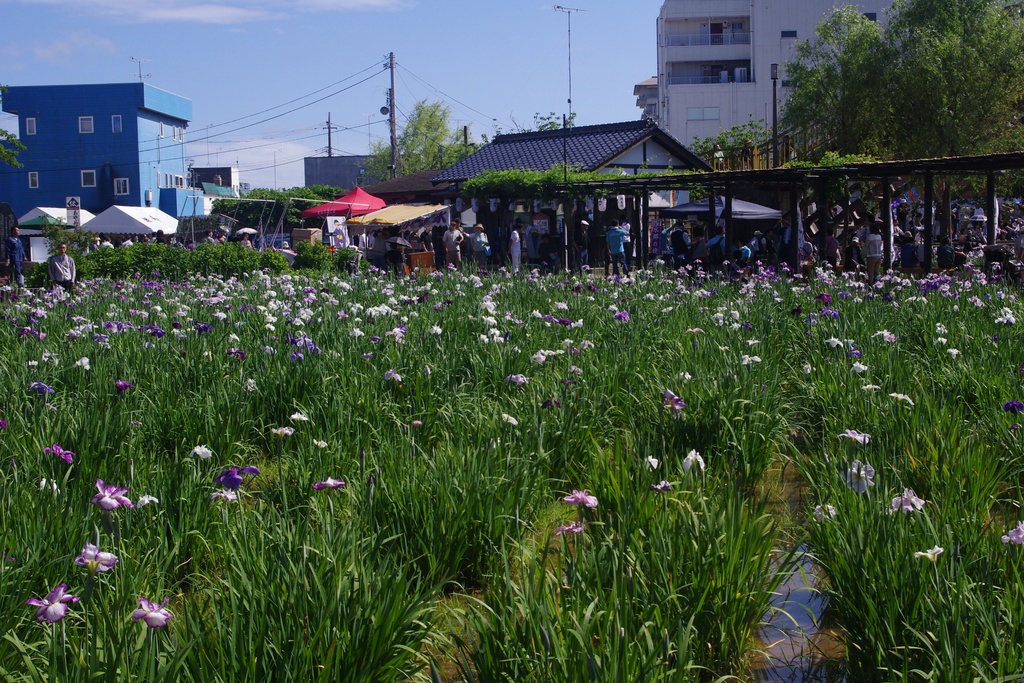 Photo Collection -Japan, Ibaraki (1)-