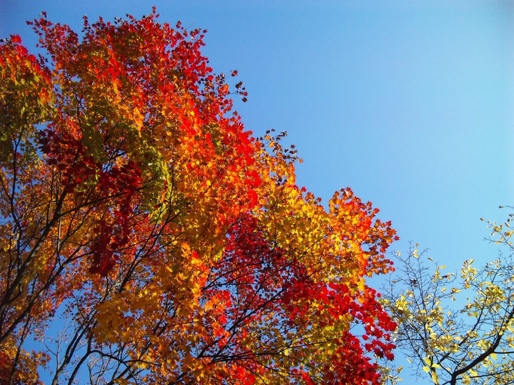 Photo Collection -Japan, Iwate (8)-