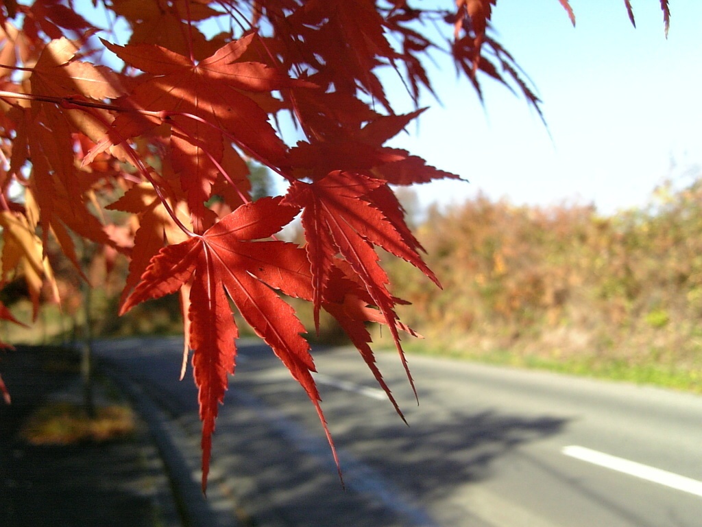 Photo Collection -Japan, Iwate (8)-