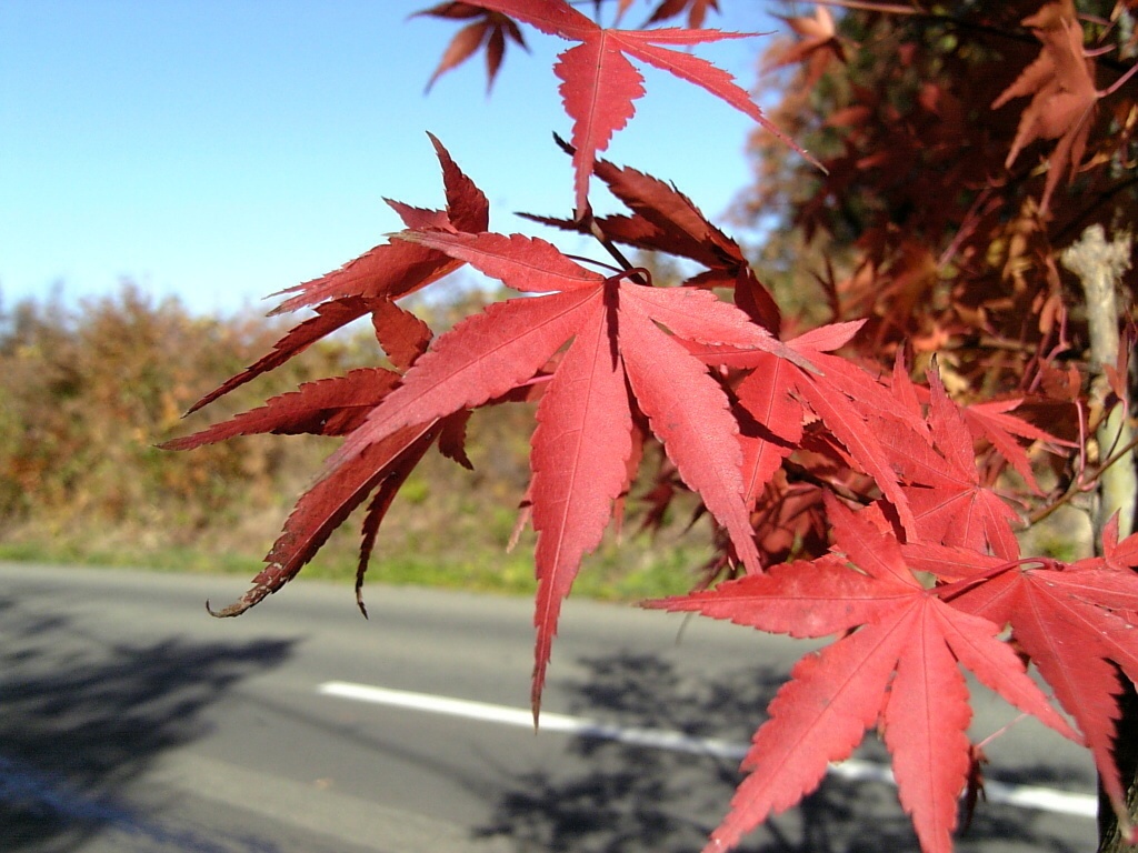 Photo Collection -Japan, Iwate (8)-