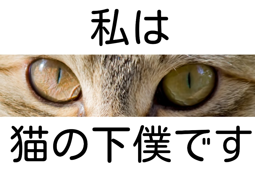 ネコノメ 見てますよステッカー 【全四種】