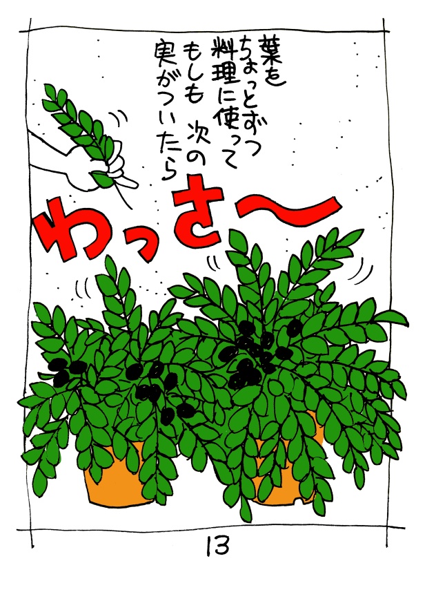 カレーリーフ実生録