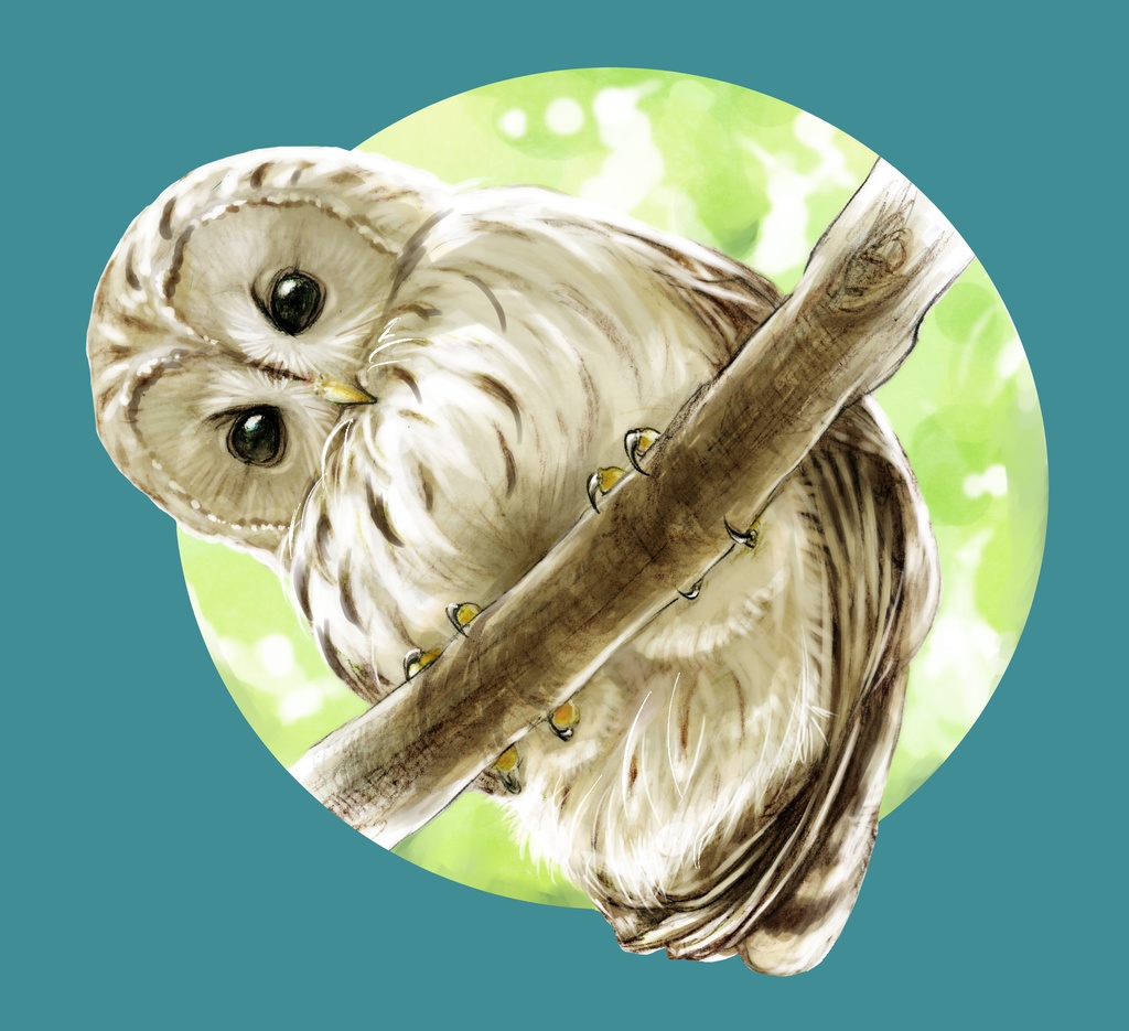 じーっとフクロウ