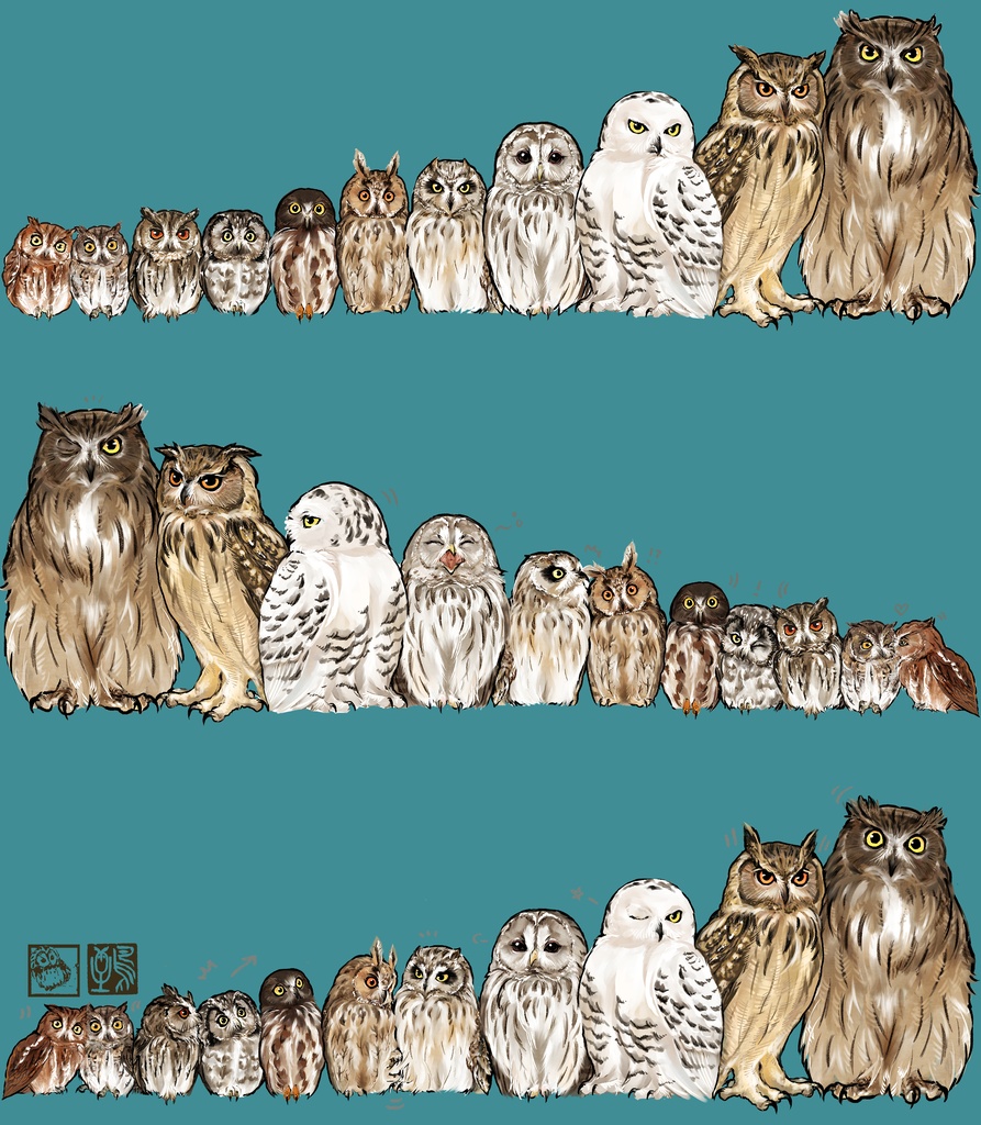 せのじゅんフクロウ