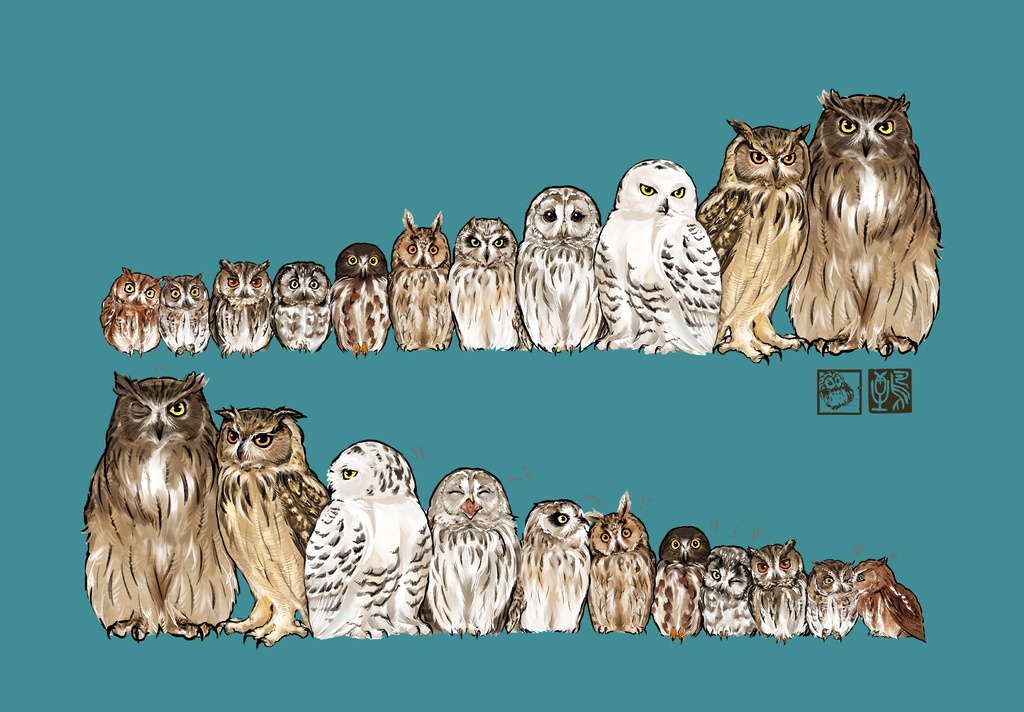 せのじゅんフクロウ