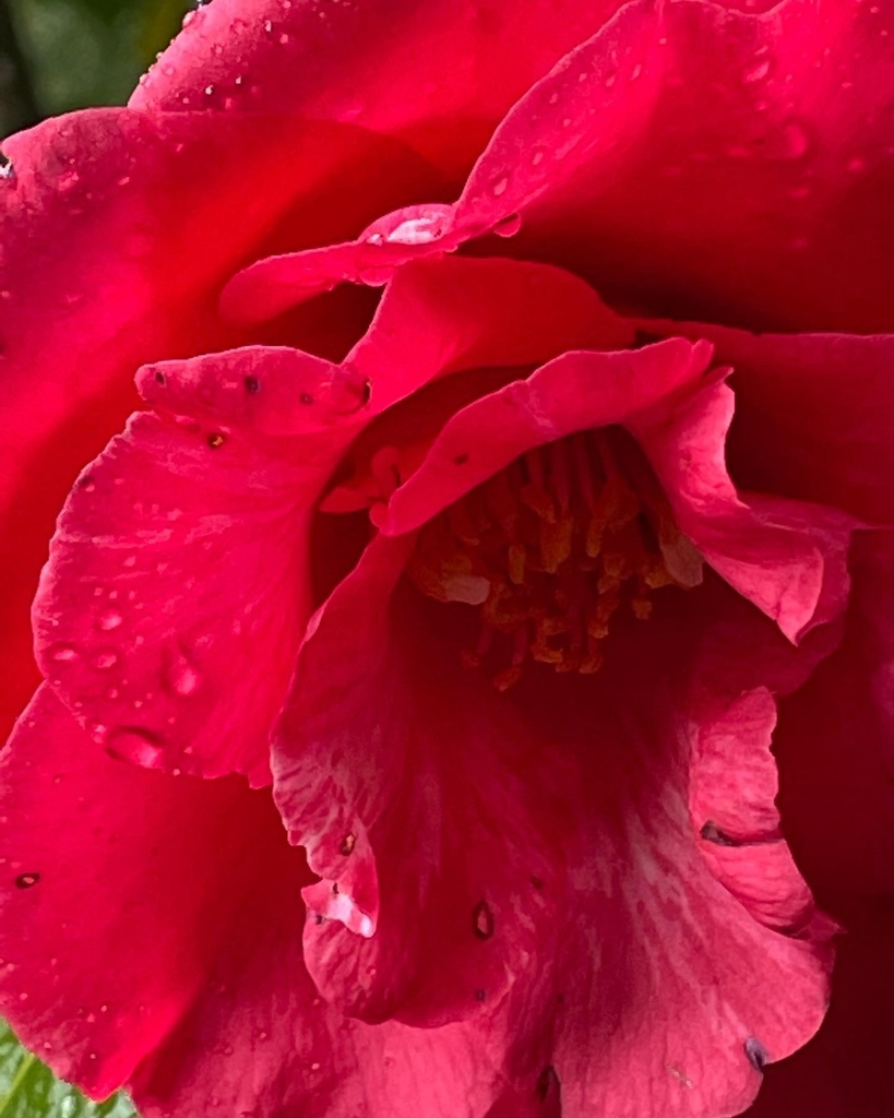 椿アクリルブロック(赤)