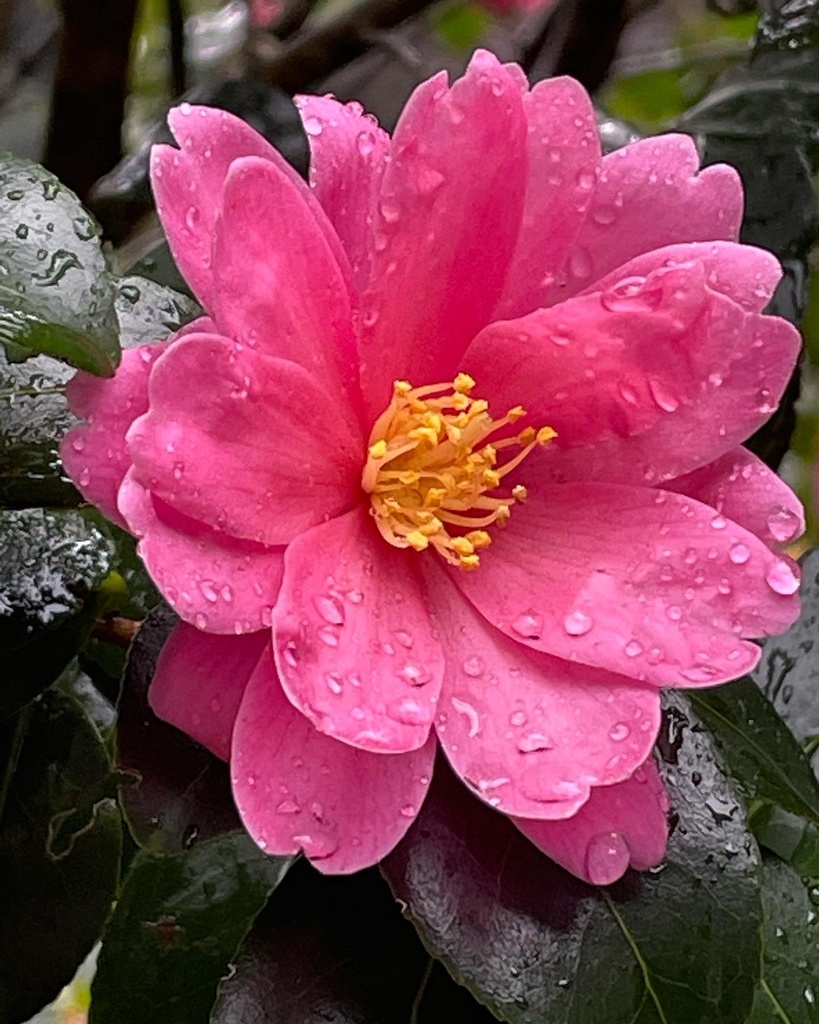 椿スマホリング(ピンク)