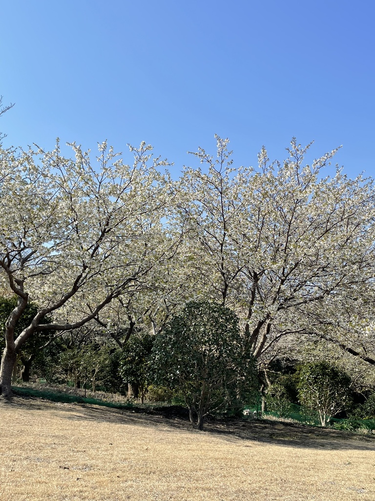 大島桜マスキングテープ