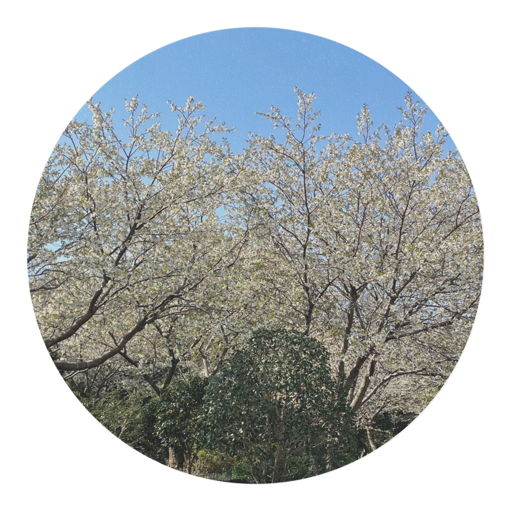 大島桜マスキングテープ