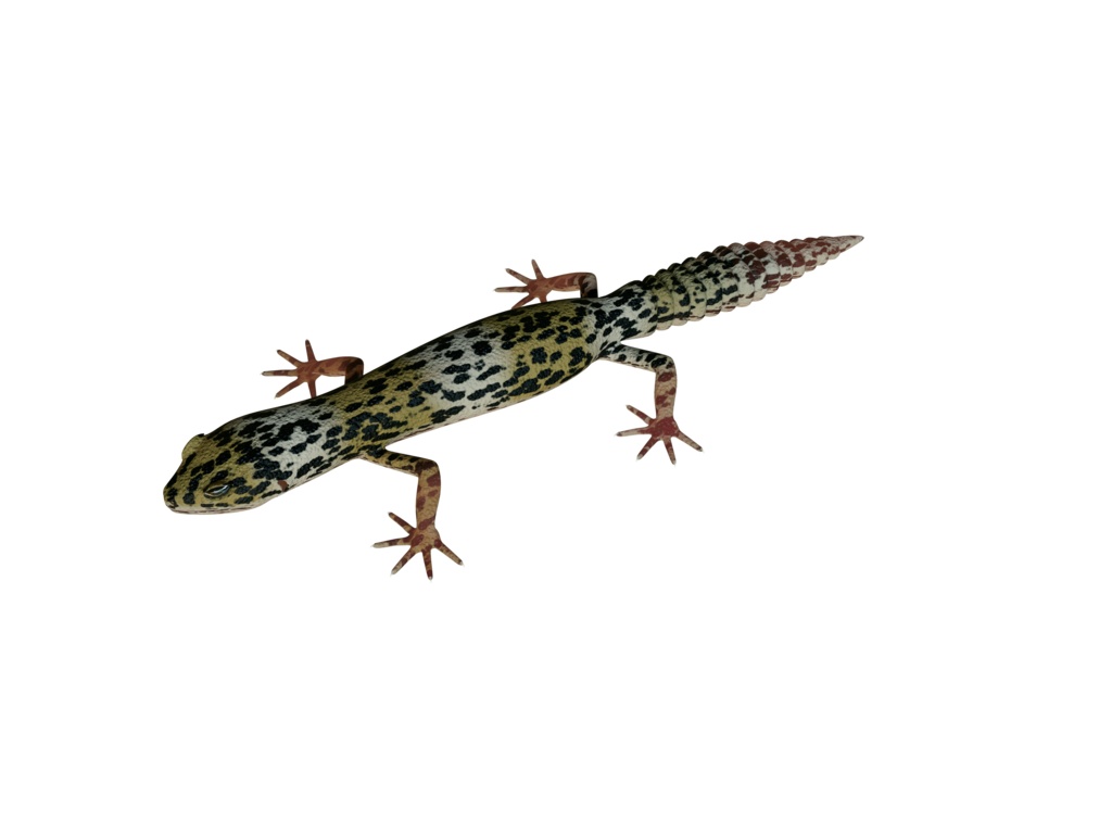 3Dモデル ヒョウモントカゲモドキ