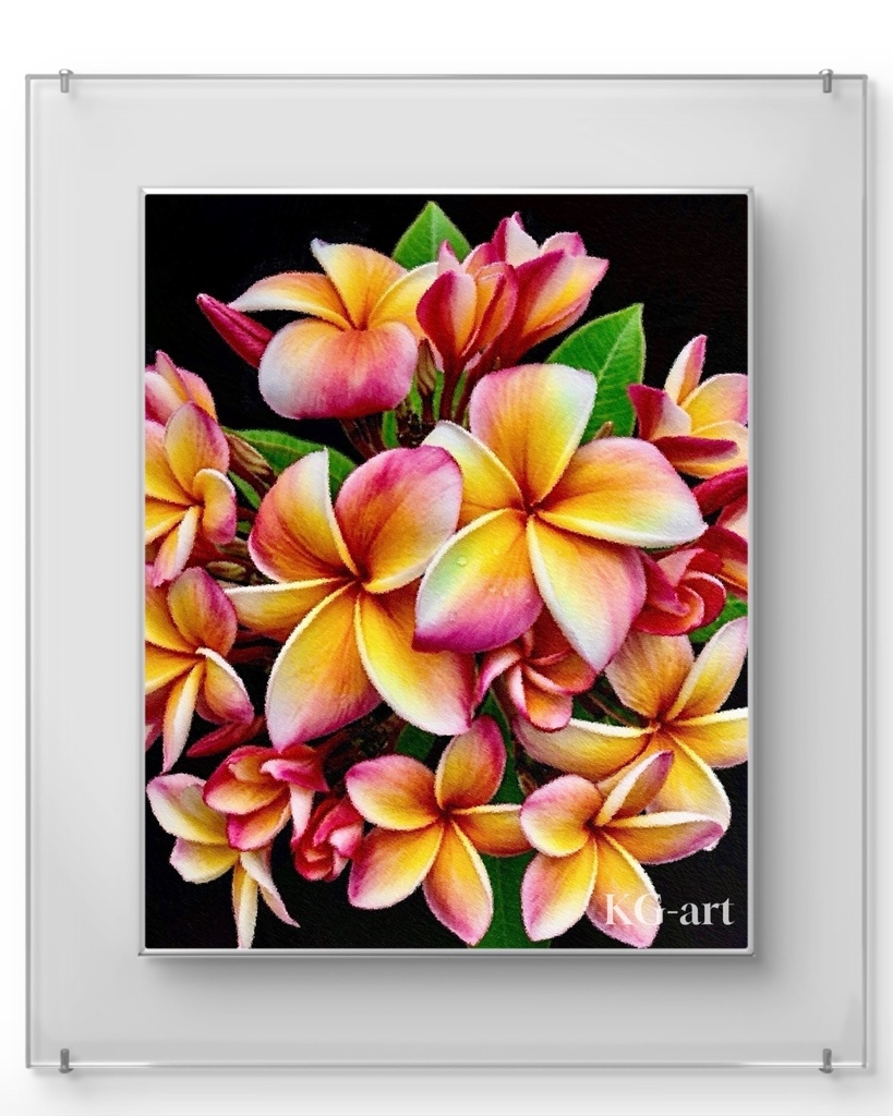 プルメリア / Plumeria