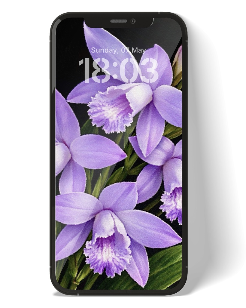紫蘭 / Chinese Ground Orchid