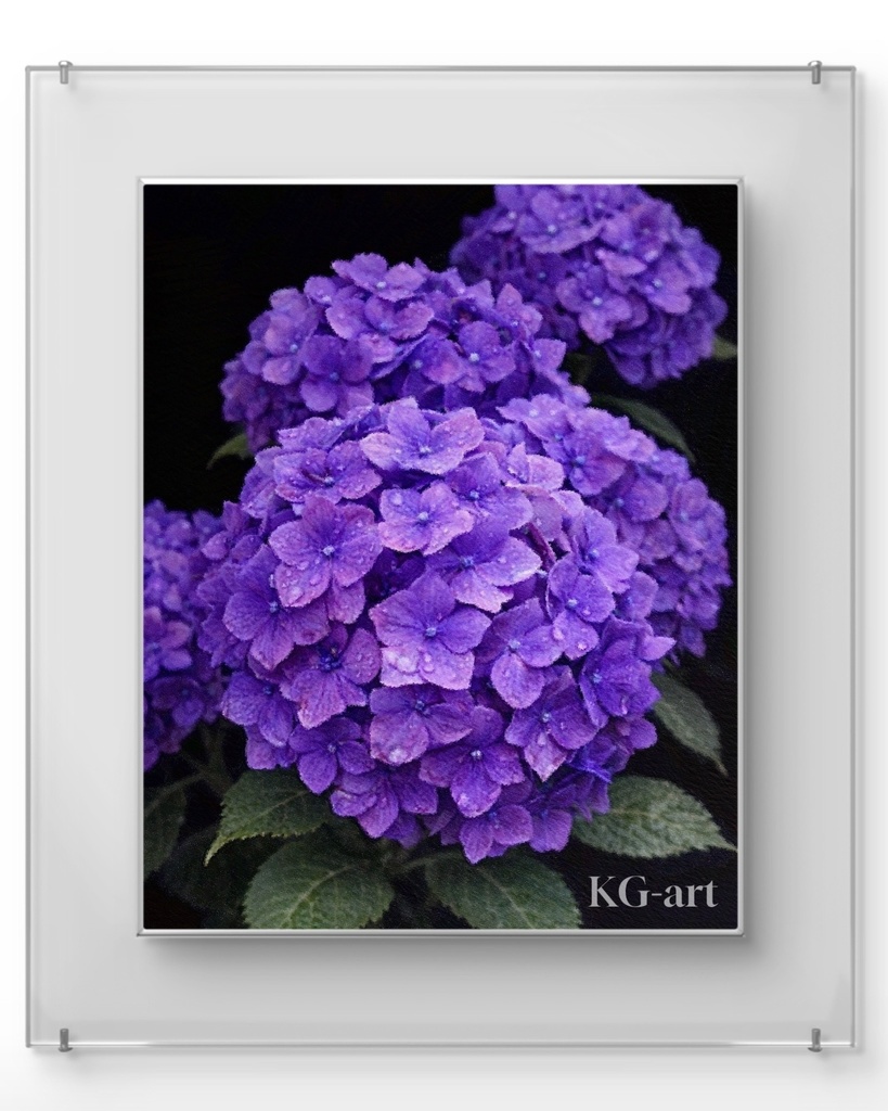 雨光る紫陽花 / Hydrangea in the Rain