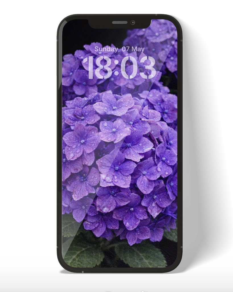 雨光る紫陽花 / Hydrangea in the Rain