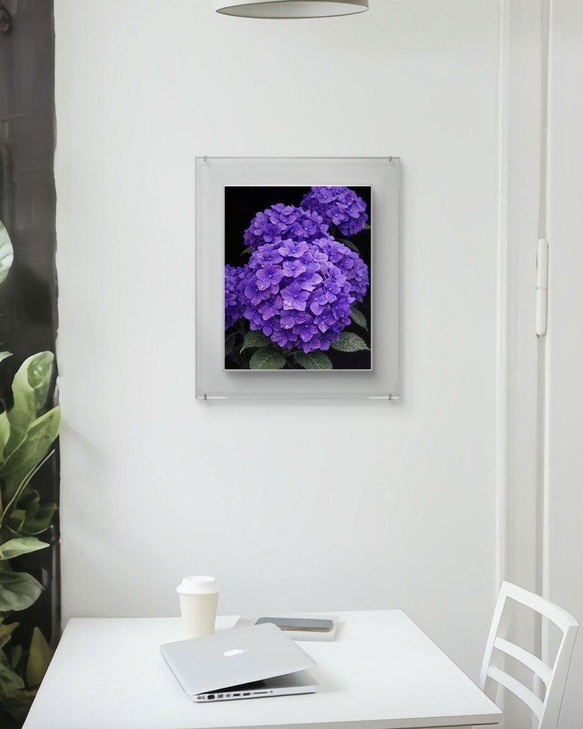 紫陽花 / Hydrangea