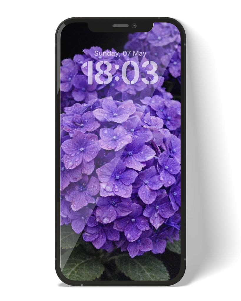 紫陽花 / Hydrangea