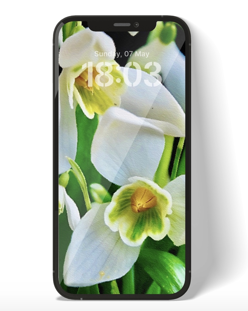 スノードロップ / Snowdrop