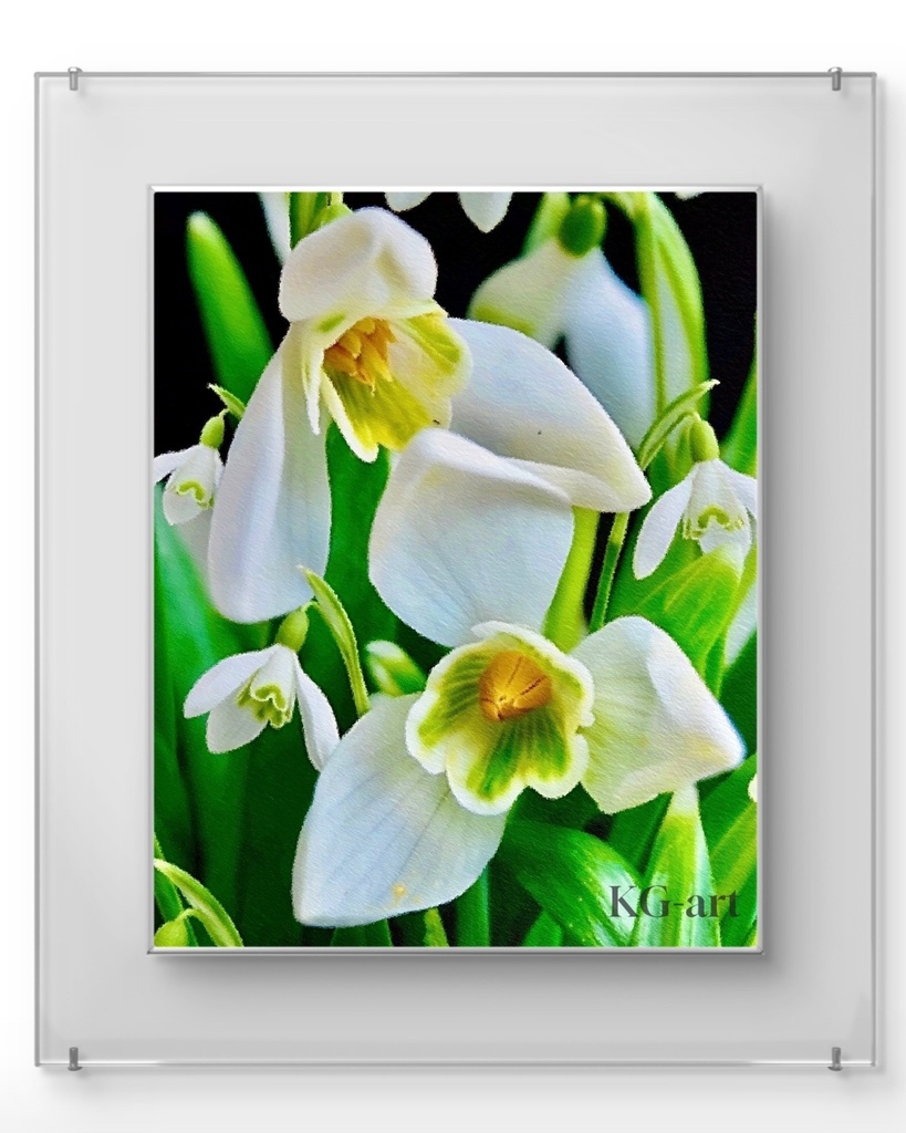 スノードロップ / Snowdrop