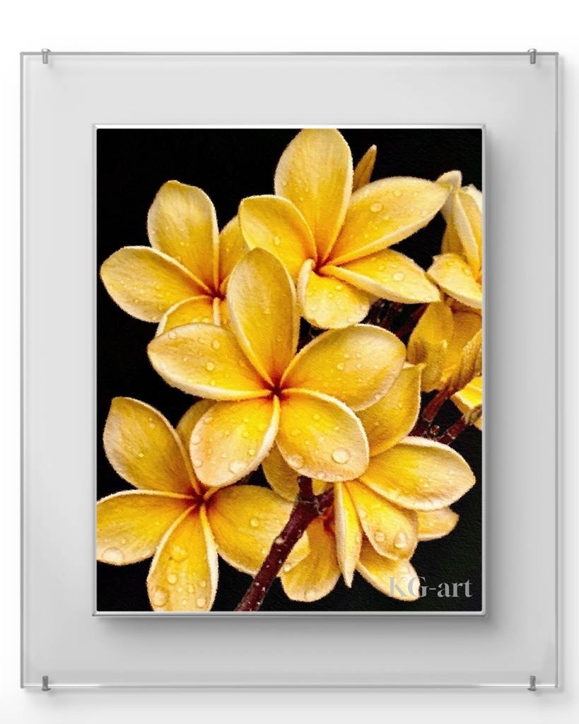 プルメリア / Plumeria