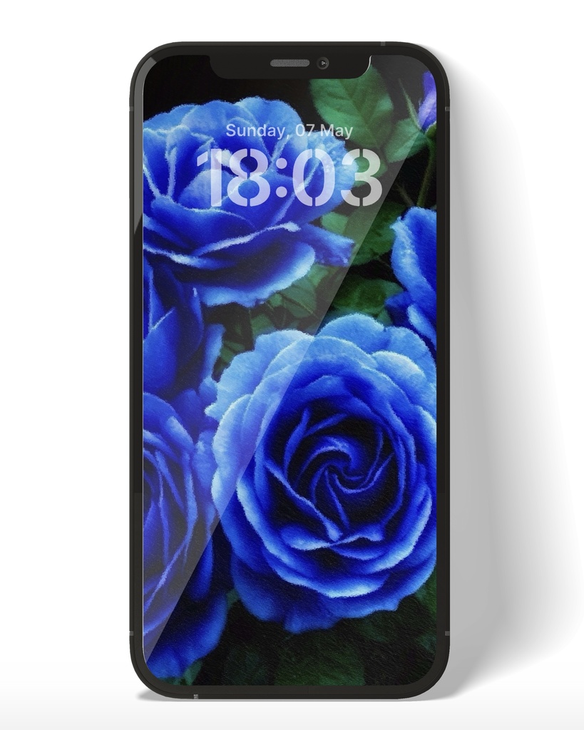 青い薔薇 / Blue Rose
