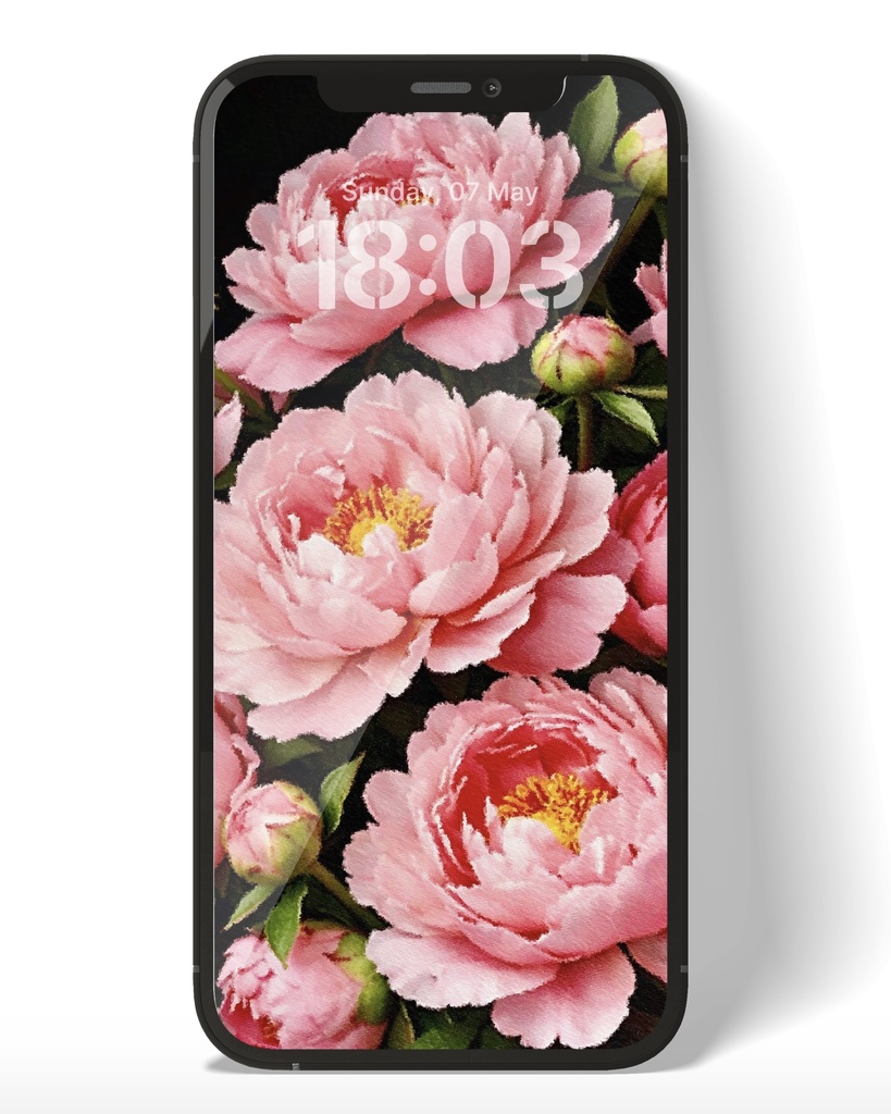芍薬 / Peony