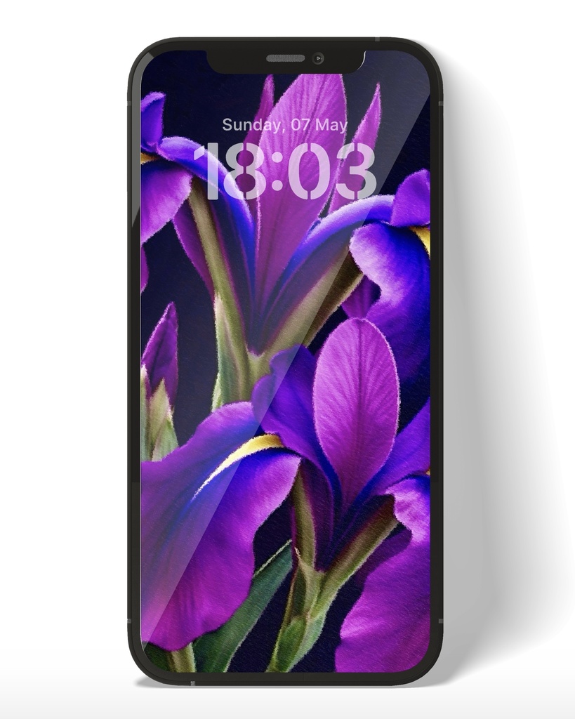 花菖蒲 / Japanese Iris