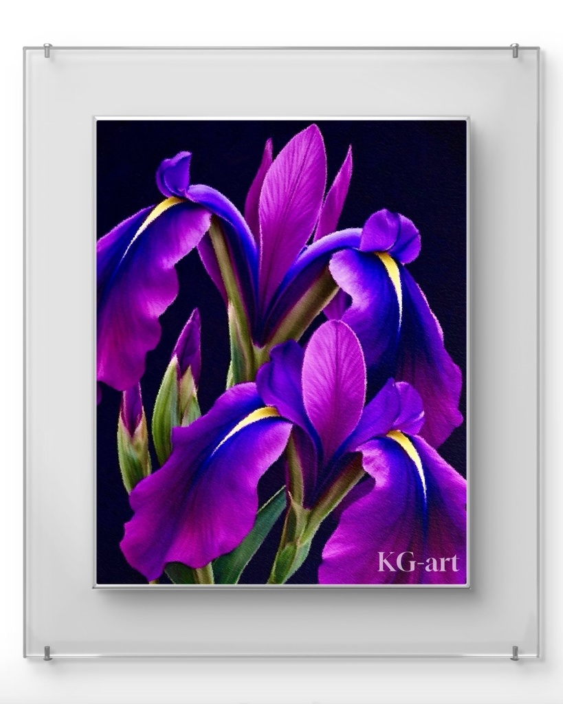 花菖蒲 / Japanese Iris