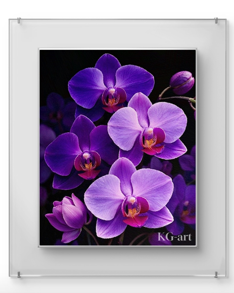 胡蝶蘭 / Phalaenopsis orchid