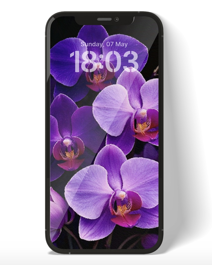 胡蝶蘭 / Phalaenopsis orchid