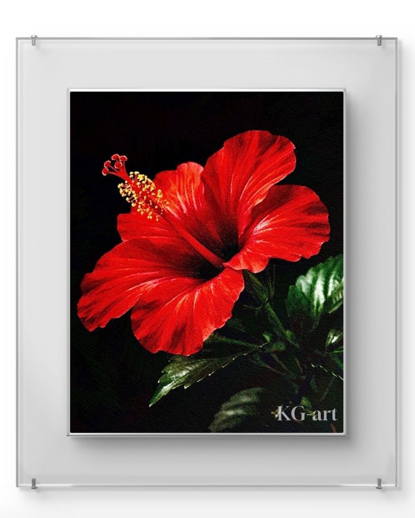 ハイビスカス / Hibiscus
