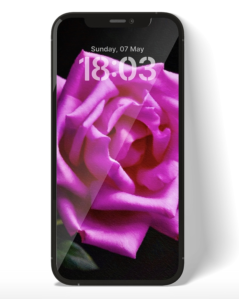 薔薇 / Rose
