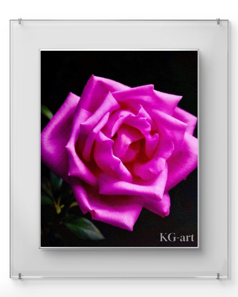 薔薇 / Rose