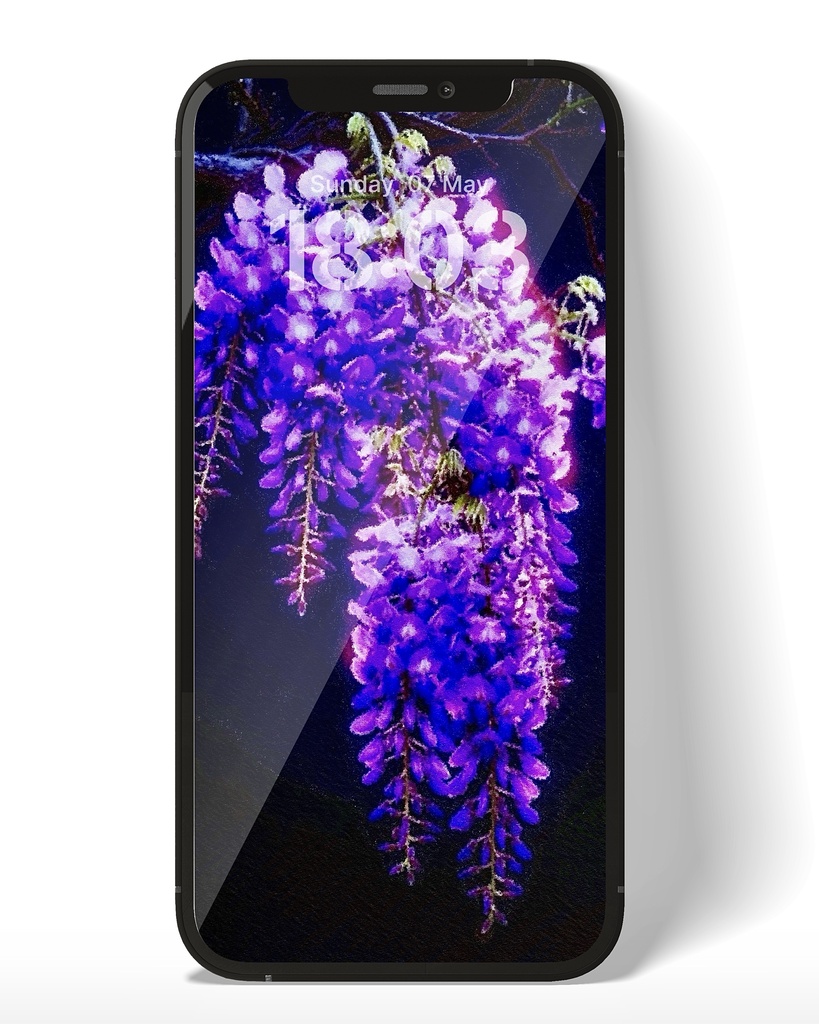 藤 / Wisteria