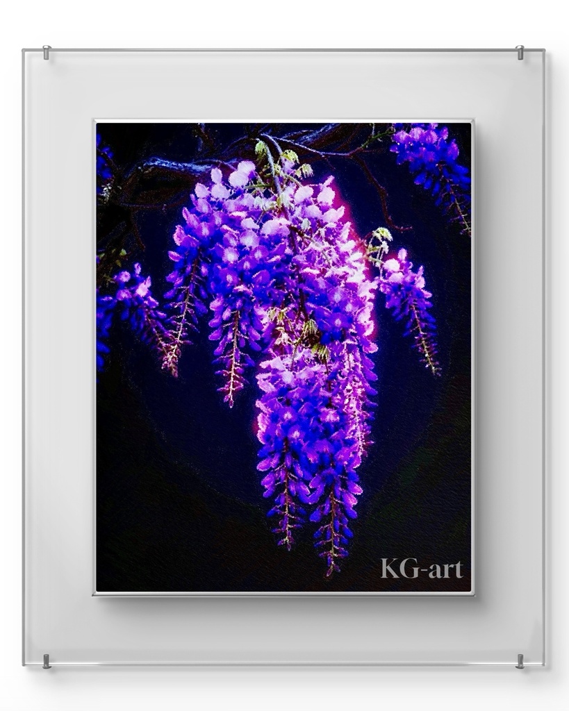 藤 / Wisteria