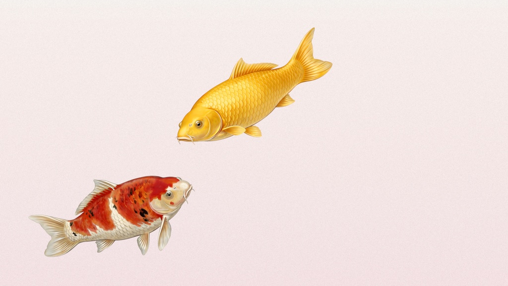 和風背景素材｜二匹の錦鯉×HSV背景セット（10点・4K＆6000px・商用利用可）