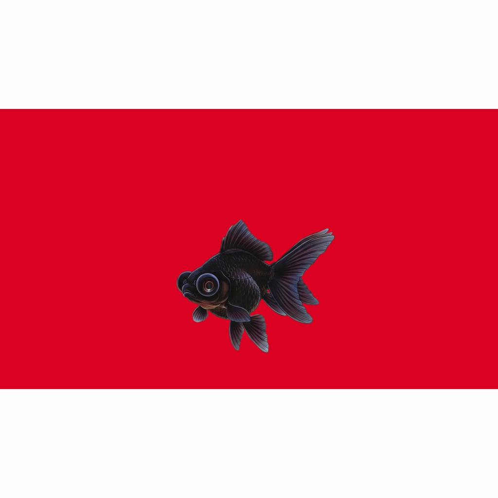 和風素材|黒出目金・中央下0度(左向き/右向き)・5色セット-10枚・7680x4320PNG(高解析度・商用利用可)